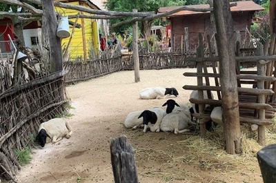 Výlet do ZOO Dvůr Králové