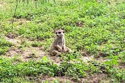 Výlet do ZOO Dvůr Králové