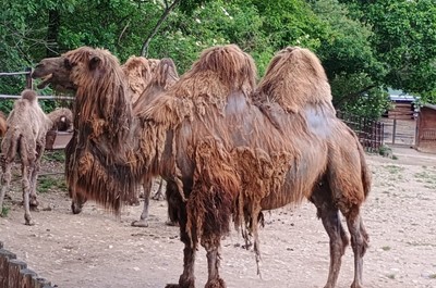 Návštěva ZOO v Praze